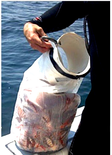 Lionfish Bag Scuba Dive Catch Lion Fish Keeper Hotel Tube Trap Door Lobster Inn